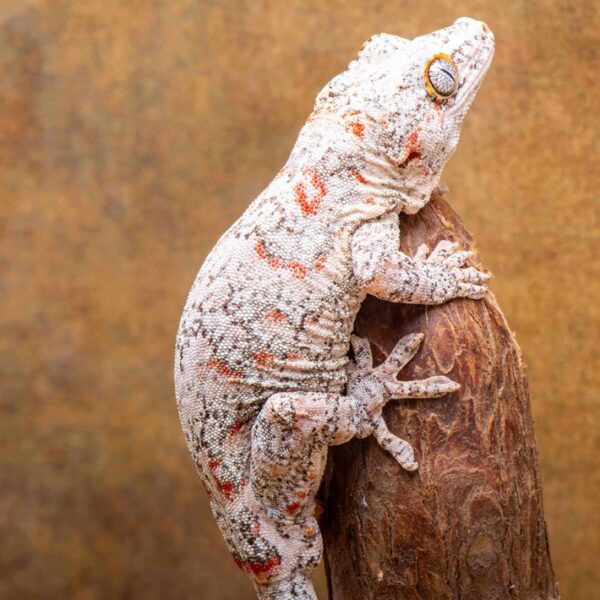White Base Male Red Blotch RTB G56 Gargoyle Gecko, side details