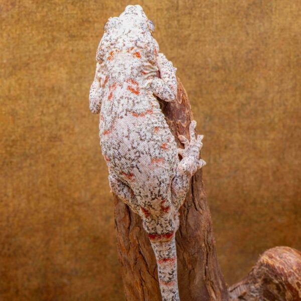 White Base Male Red Blotch RTB G56 Gargoyle Gecko, back details