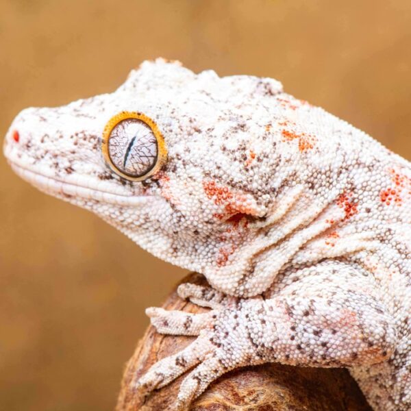 White Base Male Red Blotch RTB G56 Gargoyle Gecko, Head details