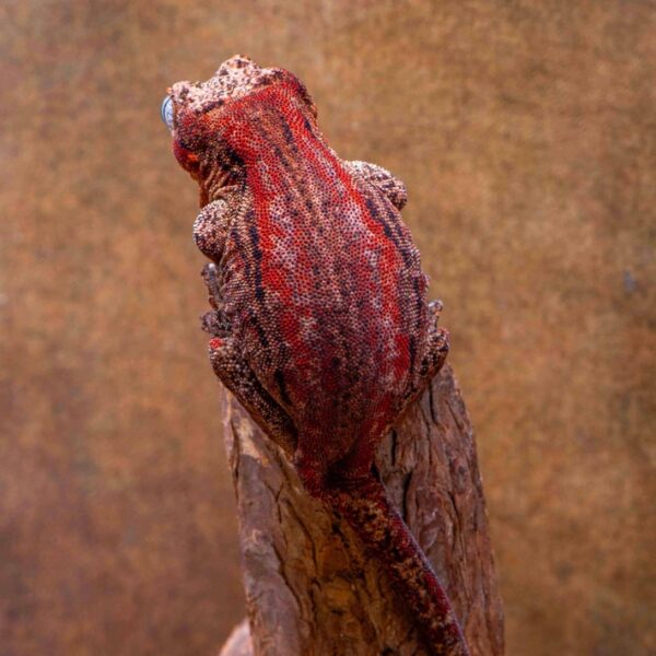 Red Stripe Female, 35 Gr G60 Gargoyle Gecko - Image 5