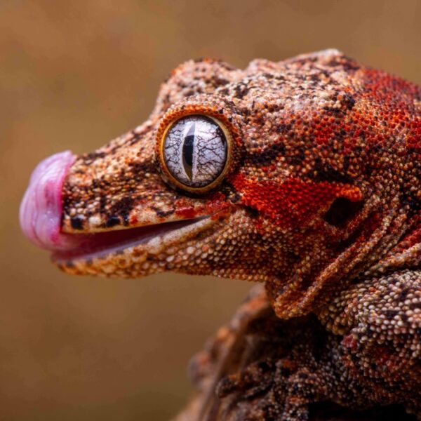 Red Stripe Female G60 Gargoyle Gecko, Face Details