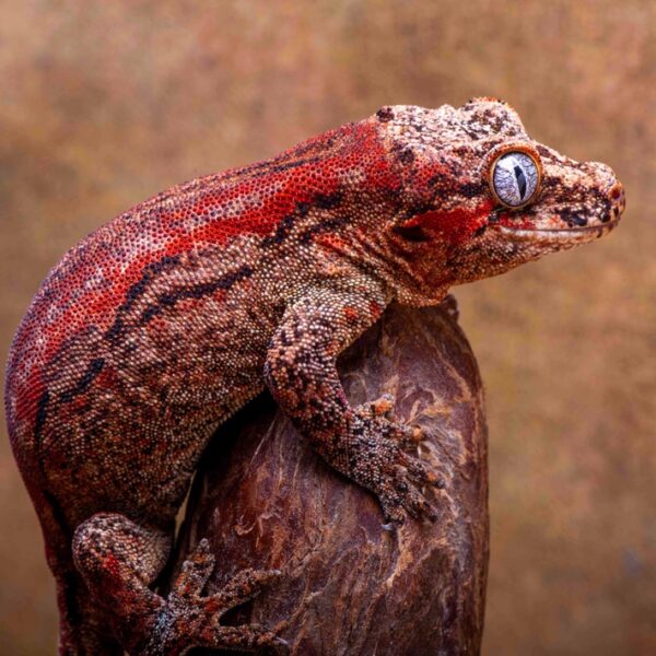 Red Stripe Female G60 Gargoyle Gecko, Side details, right