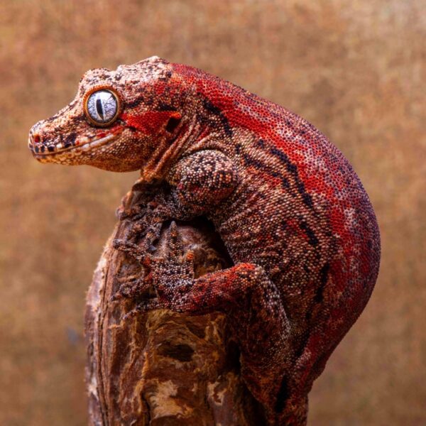 Red Stripe Female G60 Gargoyle Gecko, Side details, left