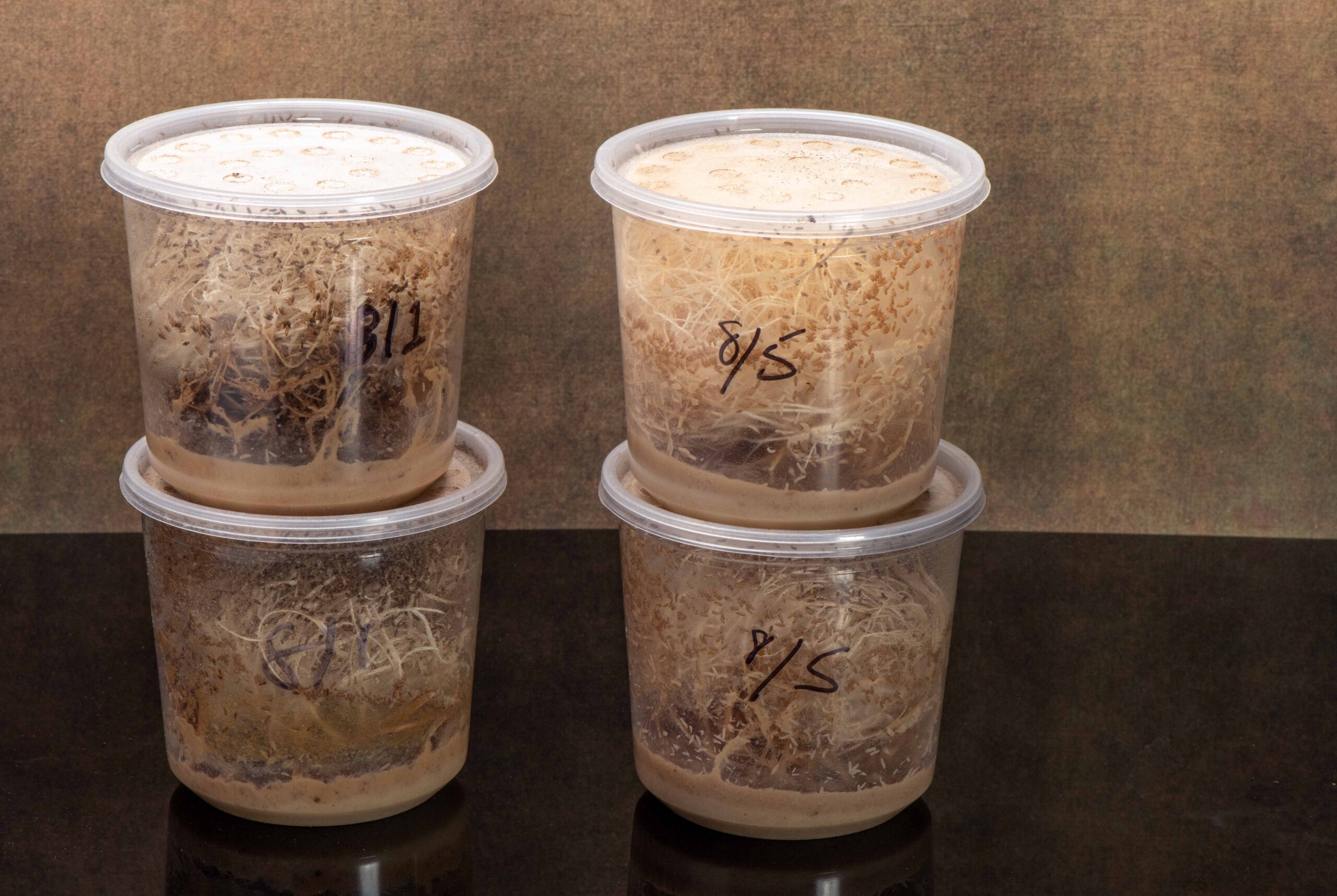 Fruit Fly value packs