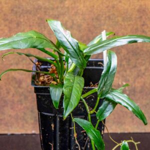 Philodendron “Lance Leaf”