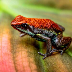Ameerega bilinguis Juveniles