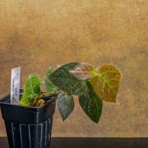 ficus villosa terrarium vine potted plant