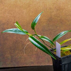 philodendron chinchamayense potted plant or plant clipping