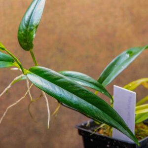 philodendron chinchamayense detail