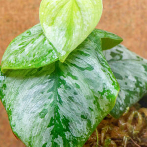 philodendron fitzcaraldo detail_detail_Potted