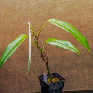 philodendron hebetatum full front view