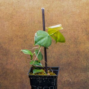 potted philodendron round