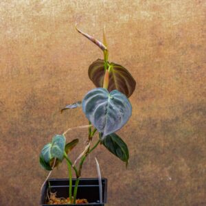 philodendron verrucosum dwarf purple