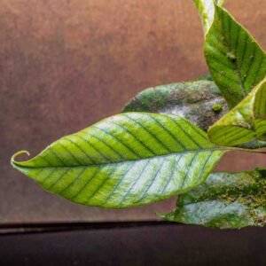 pyrrosia christii fern leaf detail close-up
