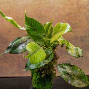 pyrrosia christii mount 1_large fern_established plant