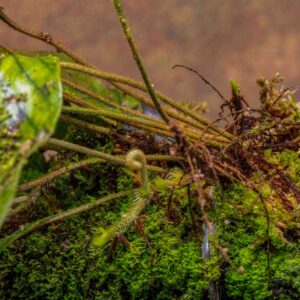 pyrrosia christii mount detail_large fern_ established plant