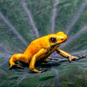Solid Orange  A. galactonotus Large Juveniles