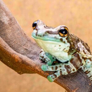 Amazon Milk Frogs, Trachycephalus resinifictrix CB Juveniles