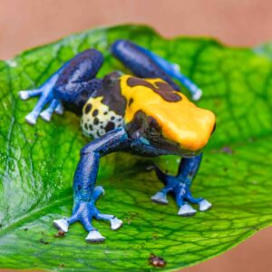 captive bred dart frog dendrobates tinctorius brazilian yellowhead for sale