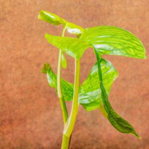 Terrarium plants for dart frogs terrariums