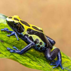 Dendrobates tinctorius dart frog captive bred for sale