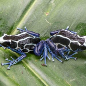 "Oyapok" Dendrobates tinctorius Sexed Pair