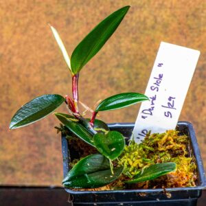 Philodendron Pierrelianum “Darkside” is a rare terrarium plant that features dark green leaves