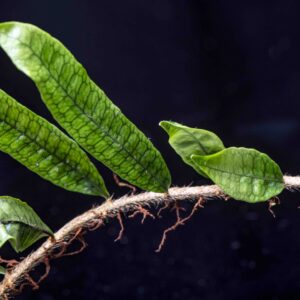 Microgramma lycopodioides