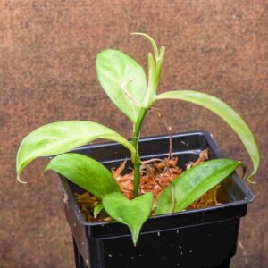 Philodendron sp. droopy is an excellent terrarium plant, with small leaves