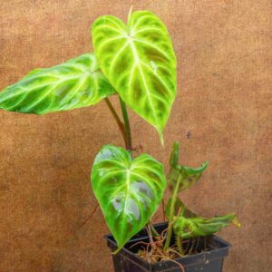 Philodendron verrucosum "Dwarf"