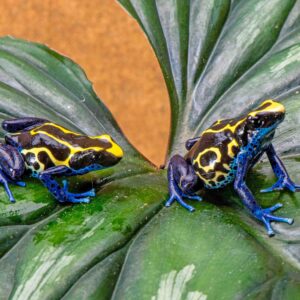 sexed pair of dendrobates tinctorius Kaw Mountain Cobalts captive bred dart frogs for sale