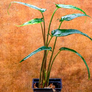 Syngonium "Lance Leaf"