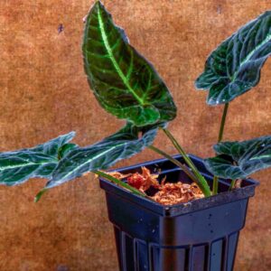 Syngonium rayii "Dark"