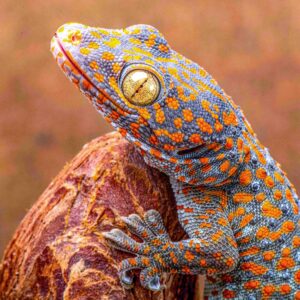 Tokay Geckos, CB Gekko gecko