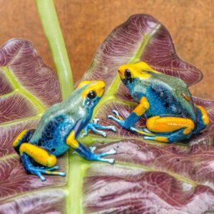 "Peacock" D. tinctorius Proven Pair (Pr 4)