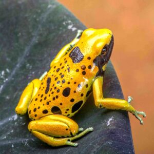 rio negro leucomelas are rare dart frogs available from Saurian