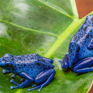 Dendrobates tinctorius "Azureus" Breeding Pair