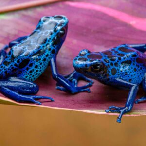 great bloodline of dendrobates tinctorius azureus for sale