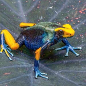 "Peacock" D. tinctorius Adult Female