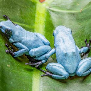 Solid Blue  A. galactonotus Sexed Pair