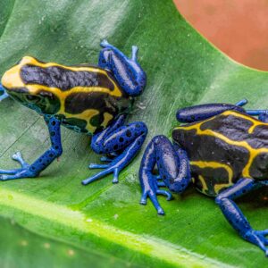 Kaw Mountain Dwarf Cobalt tinctorius Proven Pair