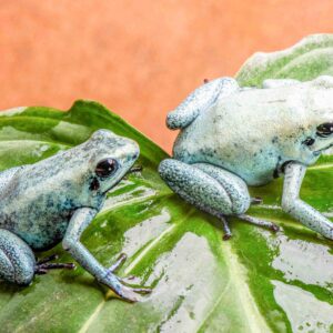 Mint Phase Phyllobates terribilis, Trio of Larger Frogs