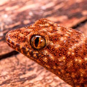 Prickly Geckos, Heteronotia binoei, Juveniles