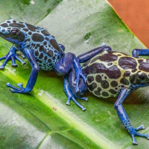 Blue Sipaliwini D. tinctorius Sexed Pair