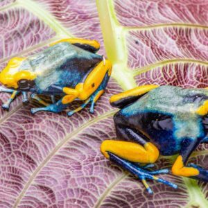 "Peacock" D. tinctorius Sexed Pair