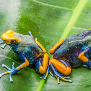 "Peacock" D. tinctorius Breeding Pair 1