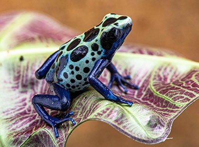 Dart frog on a leaf