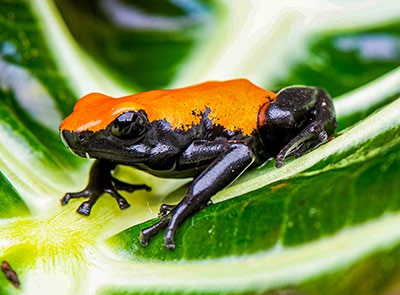 Dart frog - are they poisonous