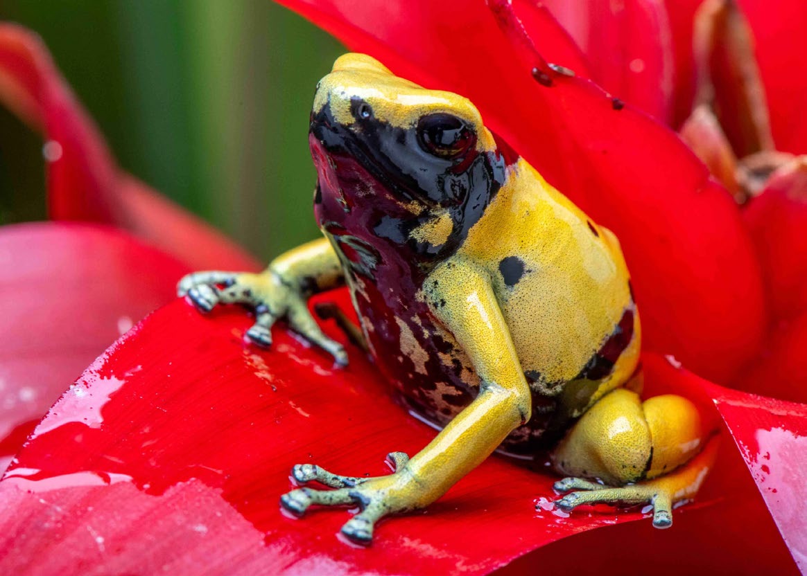 Dart frog showing calcium health