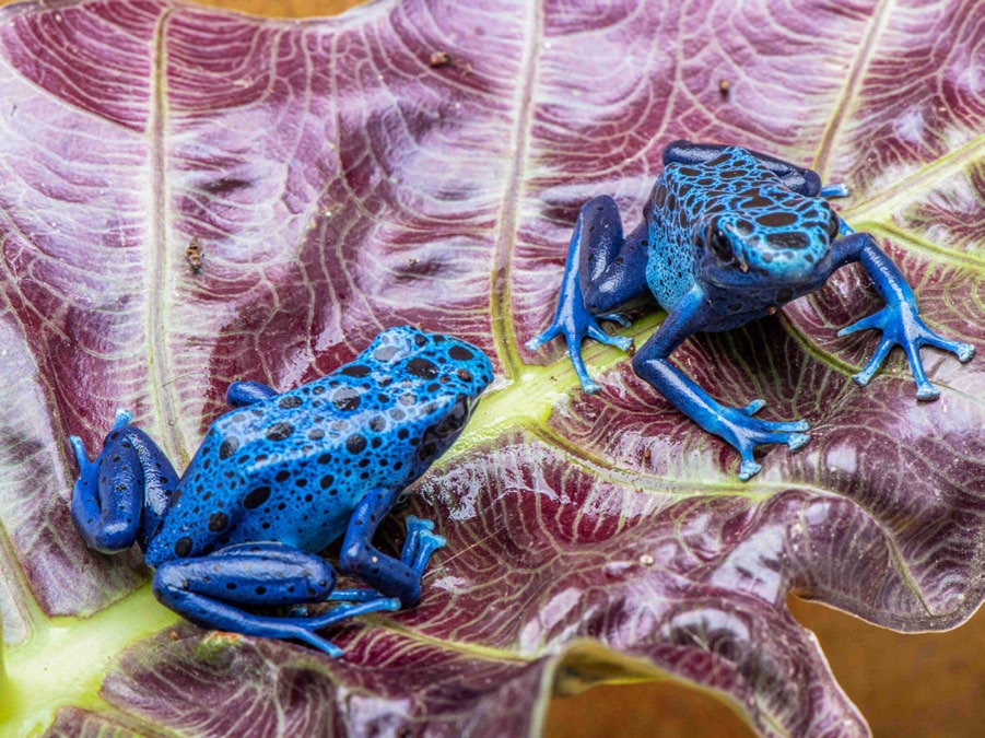 Dendrobates azureus dart frogs
